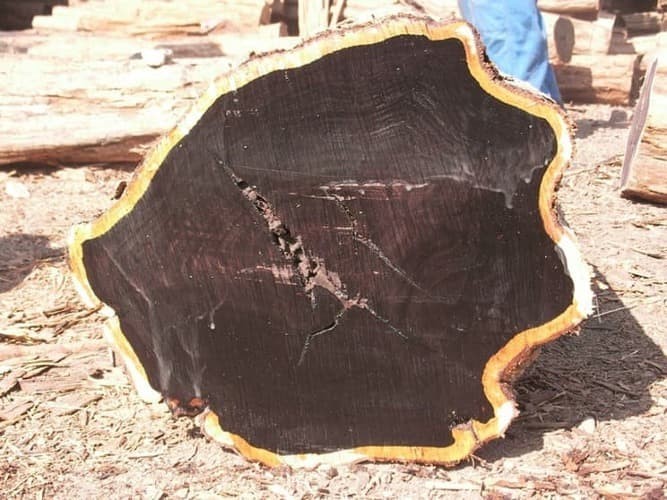 Самые дорогие породы дерева в мире