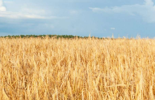 Биржевая стоимость пшеницы в США устанавливает максимумы