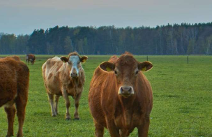 Рога и копыта: страхование сельскохозяйственных животных