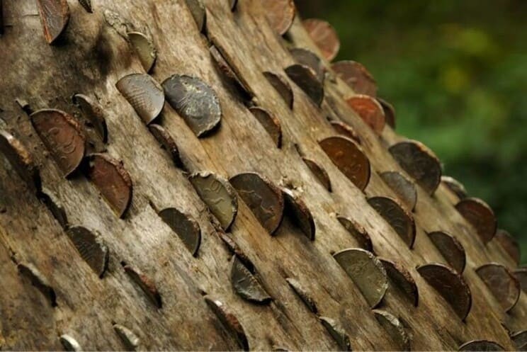 Рис. 2. Монетные деревья можно найти в лесах Великобритании
