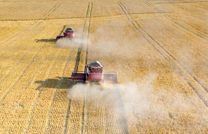 «Номер один»: Россия сохраняет статус крупнейшего экспортёра пшеницы в мире